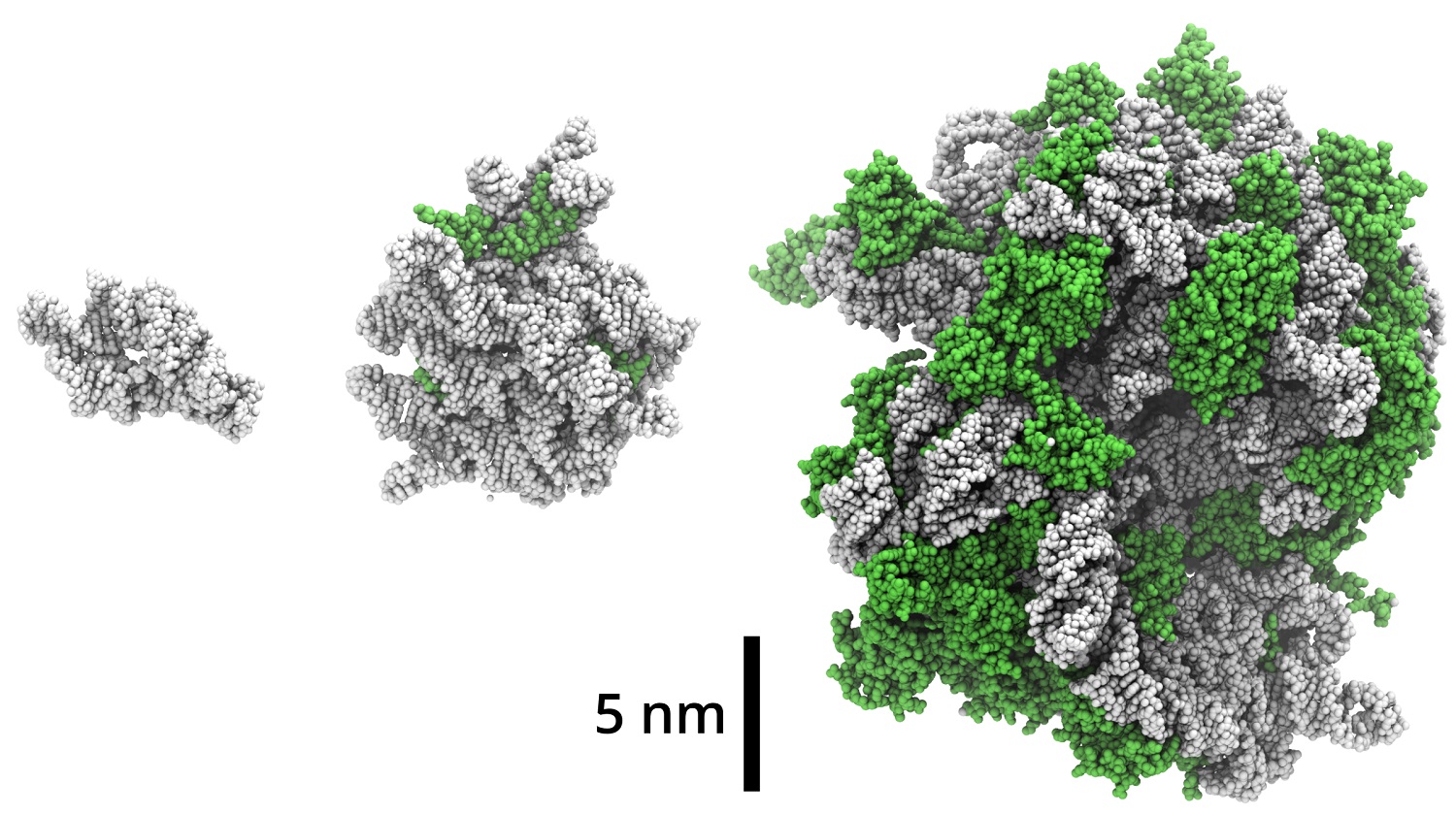 Protoribosomes (left and middle) in the context of the current bacterial ribosome (right)