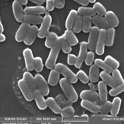 Obr. 2 - Elektronový snímek Lactobacillus plantarum 299v